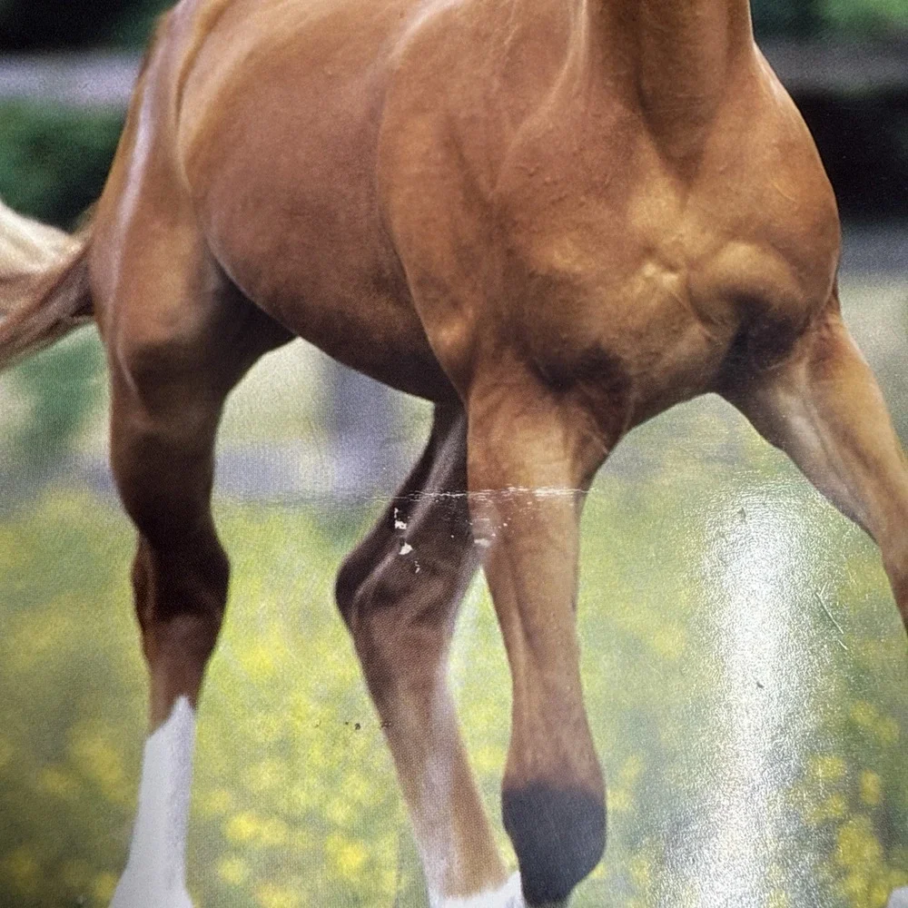 5-Vintage 2005 Horse Mead Portfolio 2 Pocket 3 Ring Bob Langrish